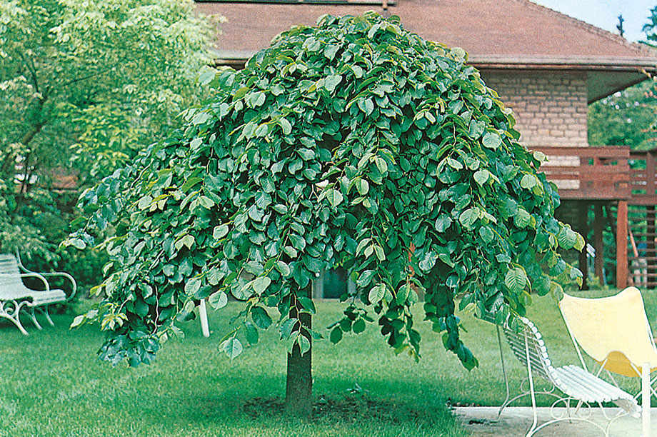 Ulmus glabra: wych and Scotch elm are now relatively rare in the British Isles after having been largely decimated by Dutch elm disease
